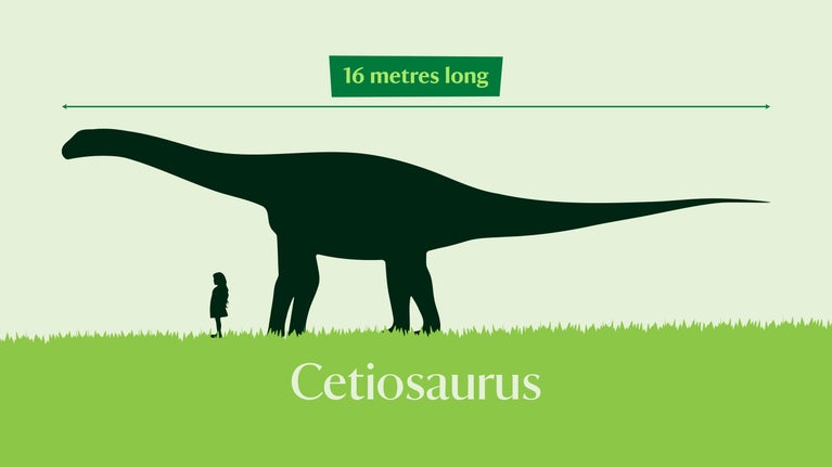A graphic shows the size of a cetiosaurus dinosaur compared to a girl